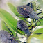 Coreid bugs