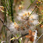 Salt Marsh Moth