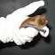 Noctule Bat