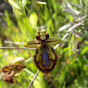 Mirror Orchid