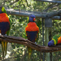 Australian Rainbow Lorikeet