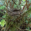 Bird nest