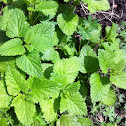 Mint