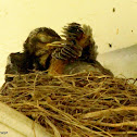 American robin