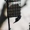 Black-capped Chickadee