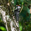 Nuttall's Woodpecker