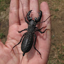 Giant Whip Scorpion