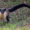Yellow-throated Marten