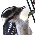 Downy Woodpecker