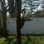 Fox squirrel