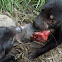 Tasmanian devil