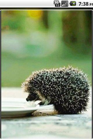 HEDGEHOG