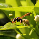 Potter Wasp