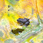 Bransford's Litter Frog