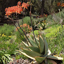 Coral Aloe