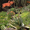 Coral Aloe