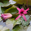 Water Lily