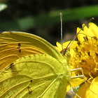 Clouded sulphur?