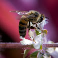 Great Pollinator Project of NYC