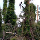 Anhingas