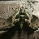 Pandora sphinx