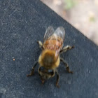 Western (European) honey bee