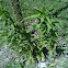 Canadian Horseweed