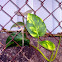 Golden Pothos