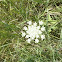 Queen anns lace