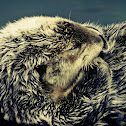 Sea otter