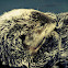 Sea otter