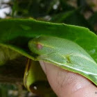 Graceful Tree Frog