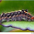 Orvasca Subnotata