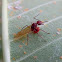 winged ant