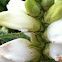 White turtlehead