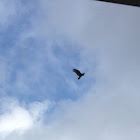 Turkey Vulture