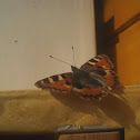 Small Tortoiseshell Butterfly