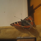 Small Tortoiseshell Butterfly