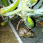 Snail