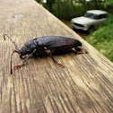 Beetle