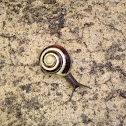White-Lipped Snail