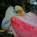 Roseate Spoonbill