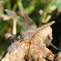 Ditch Jewel