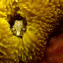 Grunt Sculpin in sulphur sponge