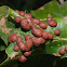 Oak gall