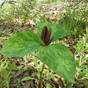 Trillium