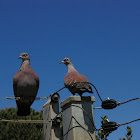 Speckled Pigeon