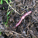 Worms, termite