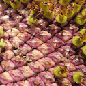 Purple Sunflower Seeds