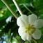 May Apple, Podophyllum peltatum